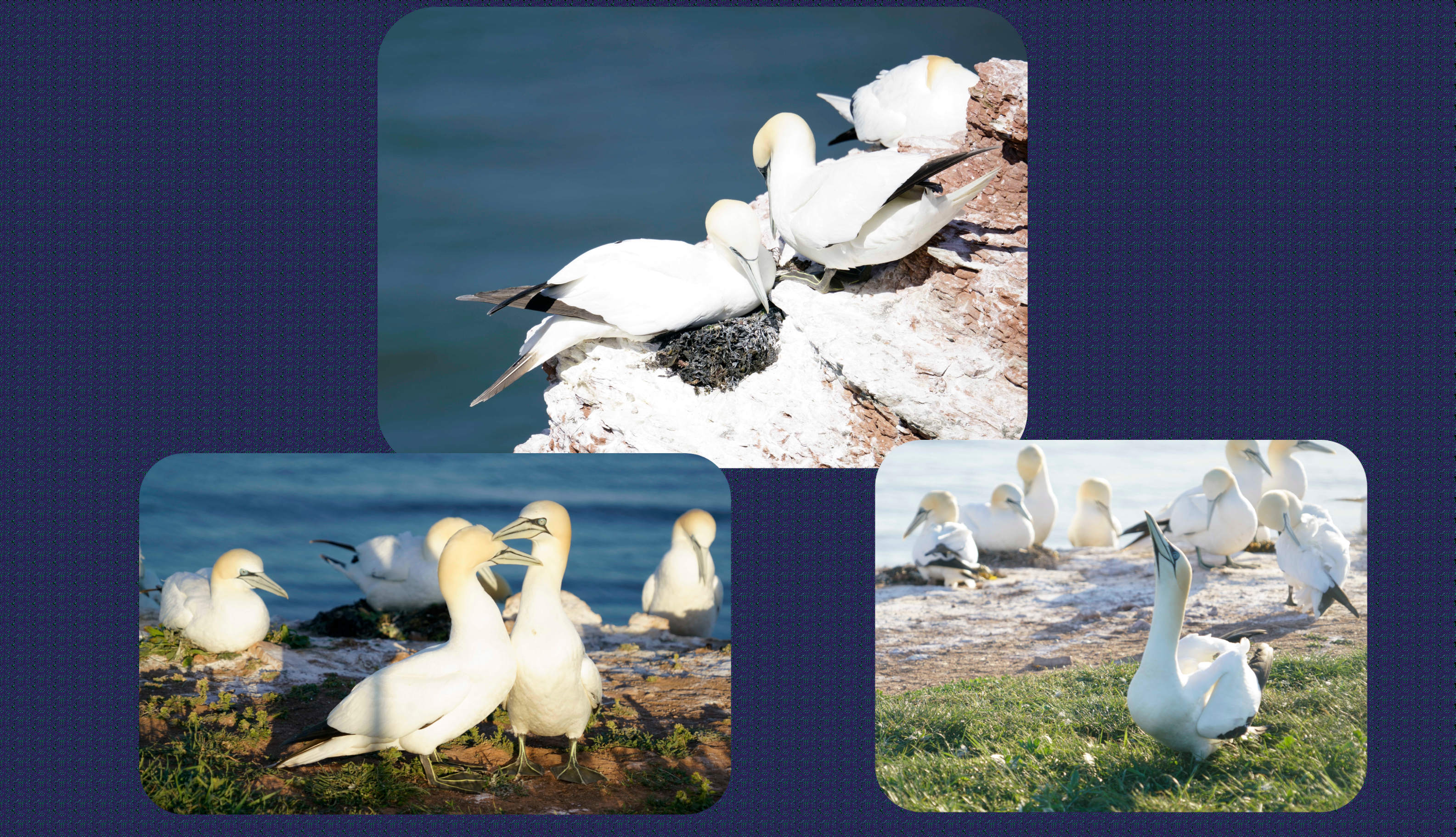 Helgoland